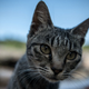 Here we have an actual cat, not a movie star playing a cat.